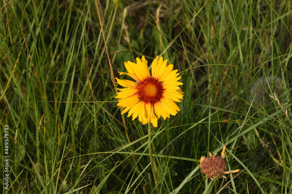 Flowers Flowers