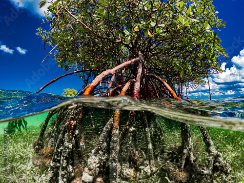 Slika na platnu Arbre de palétuvier en Guadeloupe aux Antilles en mi aire mi eau avec des petits poissons qui se réfugient dans les racines