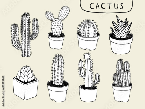 line drawn variation of cactus and succulent