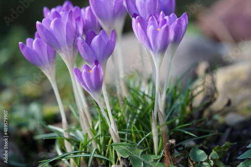 crocuses in spring