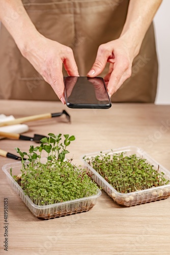Female hands makes a photo on a smartphone. A woman grows microgreens in her home workshop. Small business indoors. Close-up of fresh healthy vegetarian food. Home gardening concept. Vertical shot