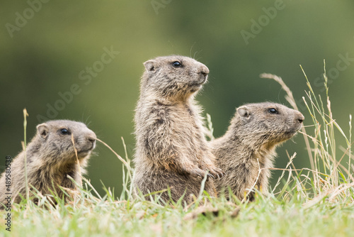 Prairie dog eatingThe alpine marmot is a semifossorium rodent that lives in social groups composed of the dominant couple (the only one that reproduces), a variable number of non-breeding adults.