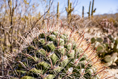 Curving Needle Close Up on Barrel Cactus