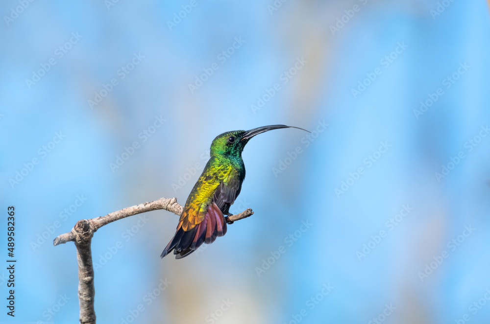 Fototapeta premium Male Green-throated Mango hummingbird, Anthracothorax viridigula, perched and resting in dry branches with his tongue out and flaring his pink tail feathers.