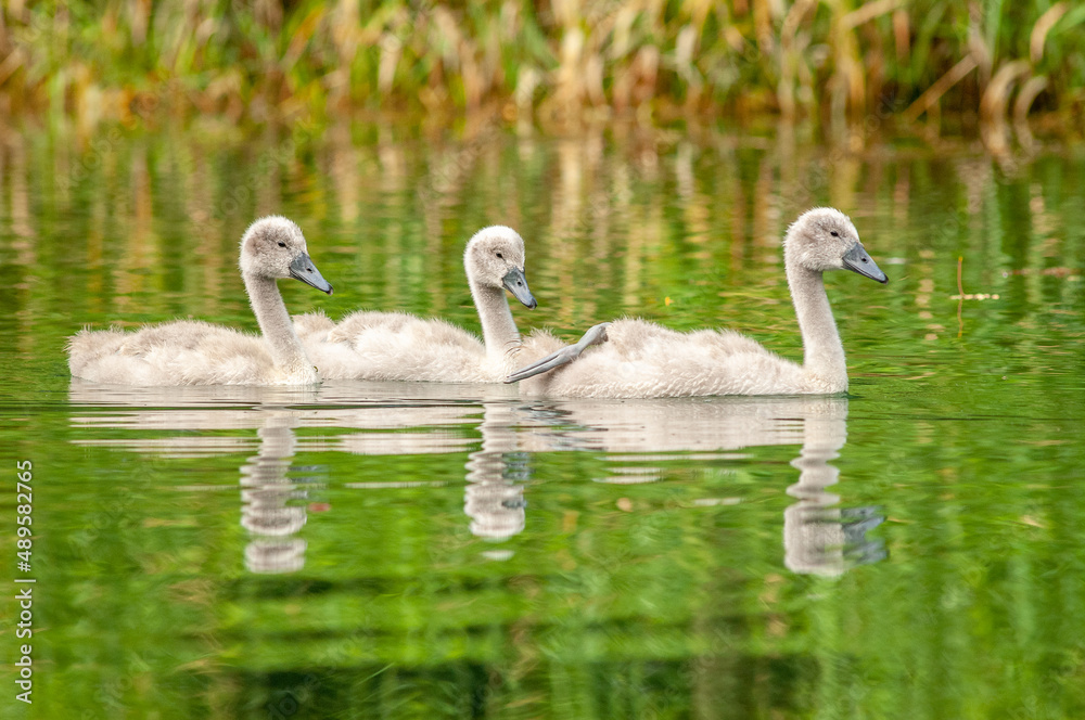 Mute swan chick swimming in a calm river in spring. (Cygnus olor). Mute swan chick swimming in a calm river in spring. (Cygnus olor).
