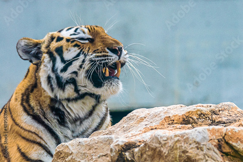 portrait tiger head close up