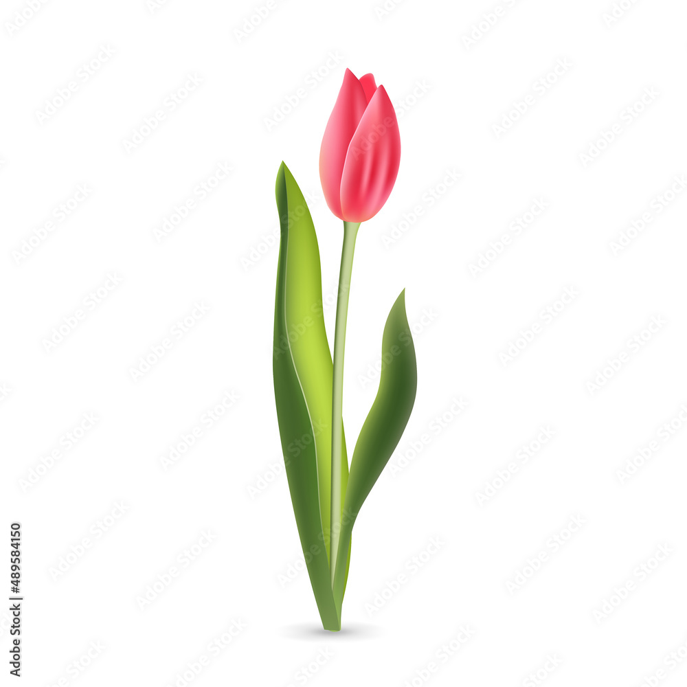 Realistic pink red tulip with green leaves isolated on white background Realistic pink red tulip with green leaves isolated on white background