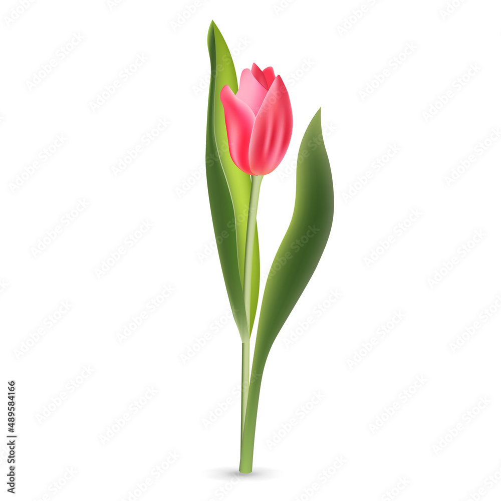 Realistic pink red tulip with green leaves isolated on white background
