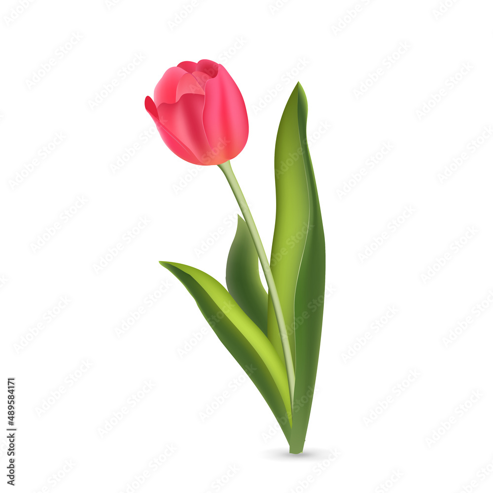 Realistic pink red tulip with green leaves isolated on white background Realistic pink red tulip with green leaves isolated on white background