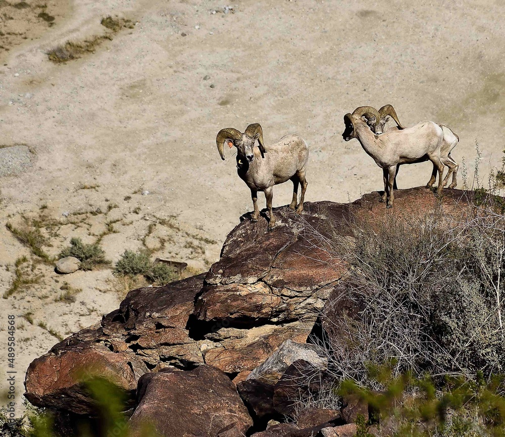 Naklejka premium Big Horn Sheep