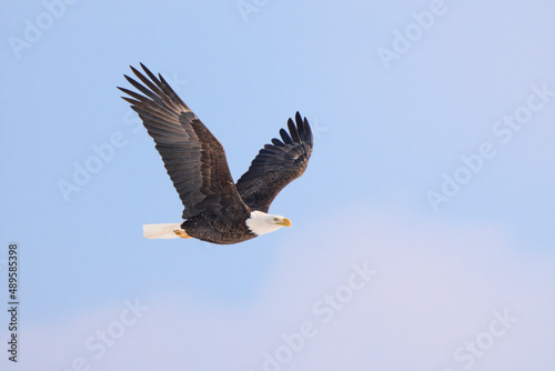Bald Eagle Bird In Flight With Cloudy Blue Background