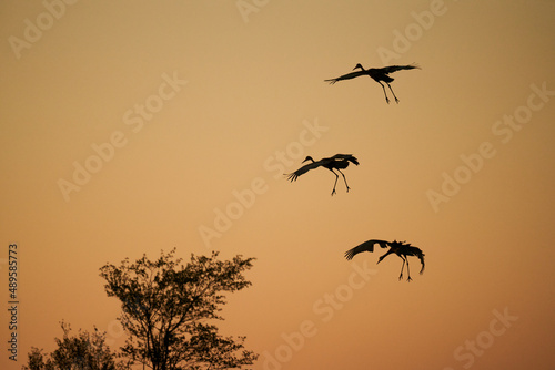 Sandhill Crane Birds Silhouette Landing With Wings Wide Open and Warm Sunset Sky