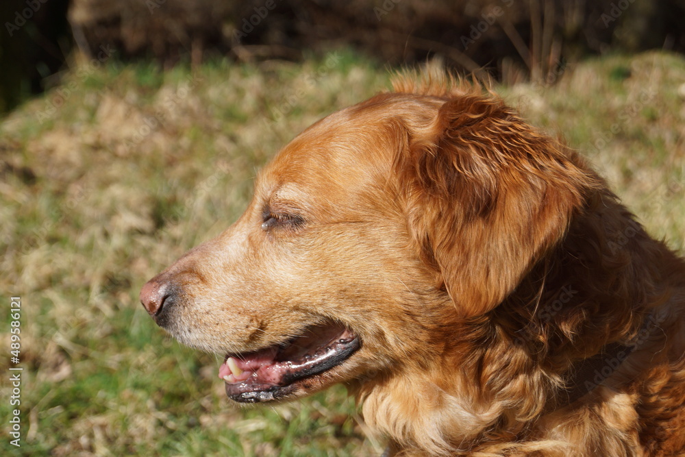 A Golden Retriever in various poses