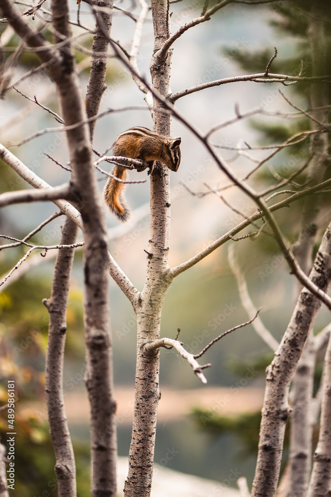 chipmunk in tree