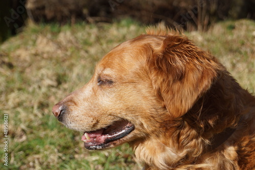 A Golden Retriever in various poses