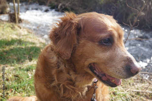 Fototapeta Naklejka Na Ścianę i Meble -  A Golden Retriever in various poses