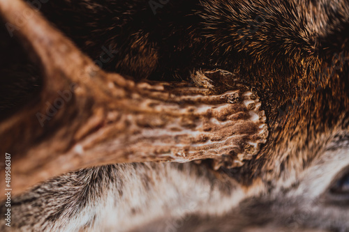 whitetail deer base close up