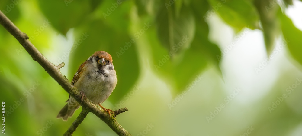 Sparrows in my garden. A telephoto of a beautiful sparrow in my garden. Sparrows in my garden. A telephoto of a beautiful sparrow in my garden.