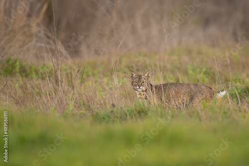 Bobcat In Tall Grass Landscape