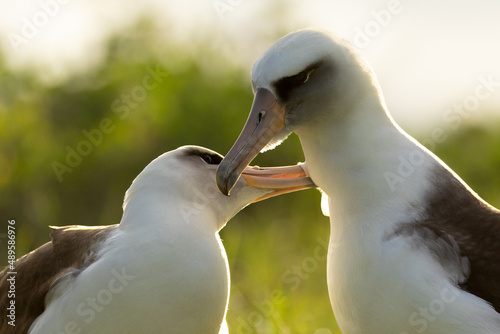 Laysan Albatross Bird Pair Allopreening Bonding Behavior