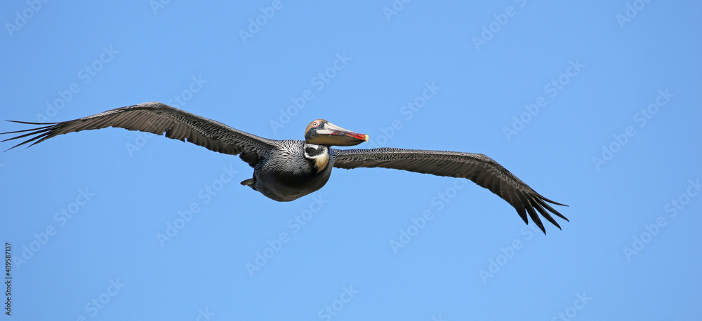 Brown pelican in flight in North Carolina. Brown pelican in flight in North Carolina.