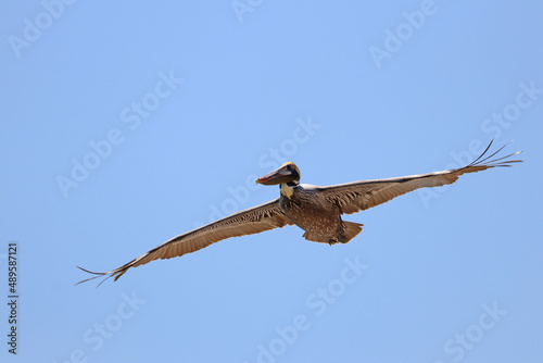 Brown pelican in flight in North Carolina.
