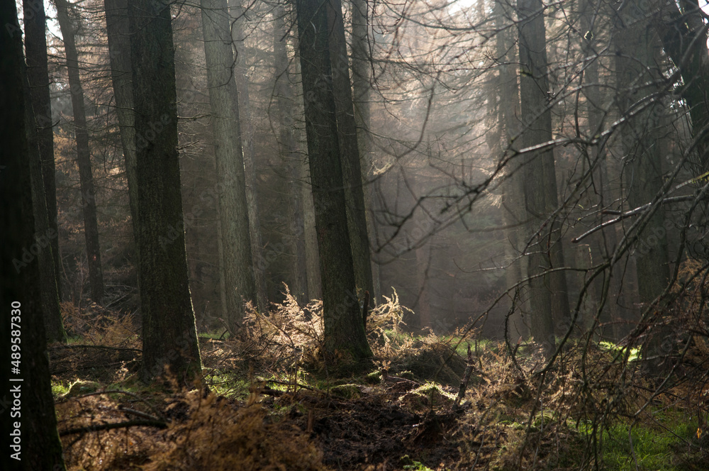 Fototapeta premium The dense forest