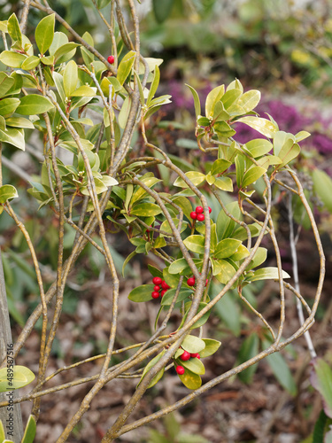 Skimmia japonica 'Temptation'. Petit arbuste buissonnant aux petites baies rouges lumineuses et décoratives dans un feuillage persistant vert foncé photo