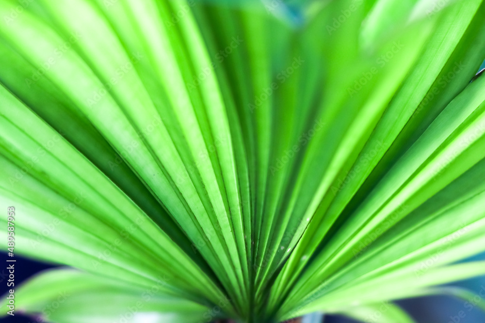 pattern on leaves in nature pattern on leaves in nature