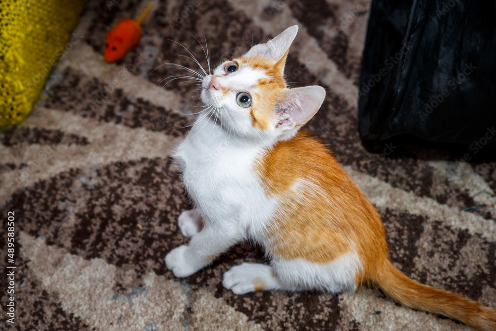 Cute kitten with bright beautiful eyes. Red little kitten of mixed breed on a black background in the studio. Cute kitten with bright beautiful eyes. Red little kitten of mixed breed on a black background in the studio.