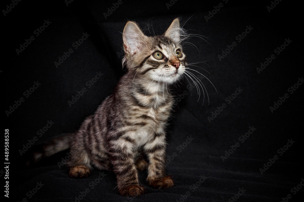 Cute kitten with bright beautiful eyes. Red little kitten of mixed breed on a black background in the studio.