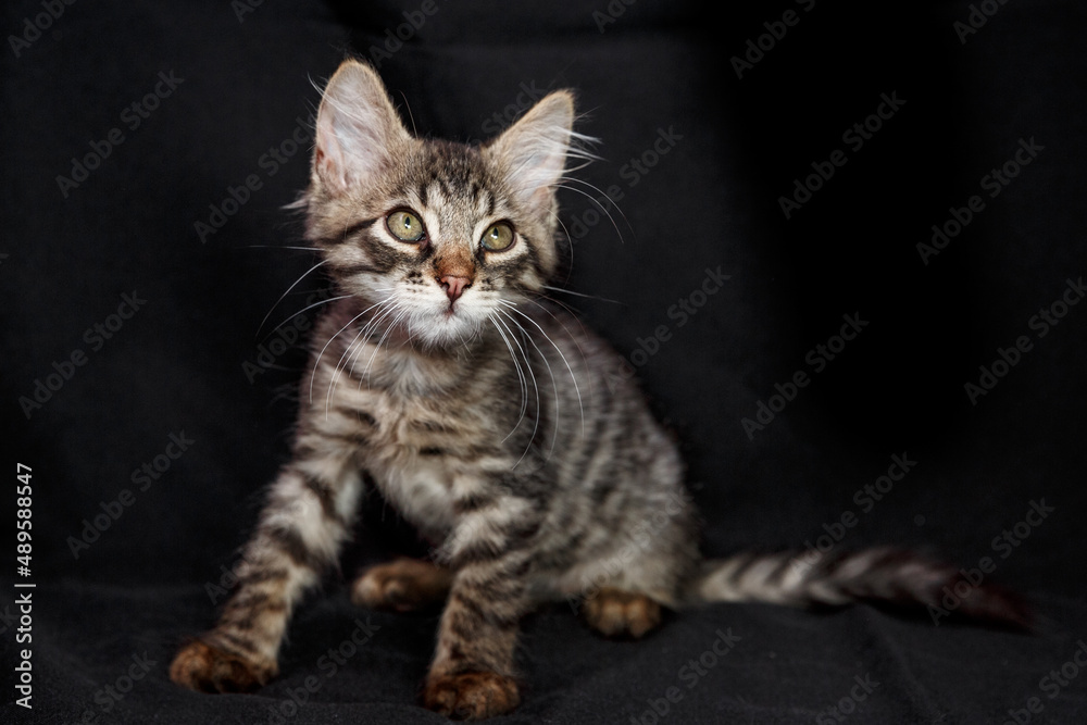 Cute kitten with bright beautiful eyes. Red little kitten of mixed breed on a black background in the studio.