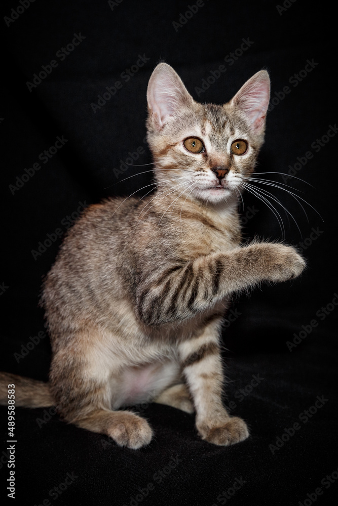 Cute kitten with bright beautiful eyes. Red little kitten of mixed breed on a black background in the studio.