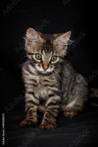 Cute kitten with bright beautiful eyes. Red little kitten of mixed breed on a black background in the studio.