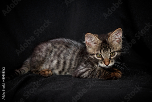 Cute kitten with bright beautiful eyes. Red little kitten of mixed breed on a black background in the studio.