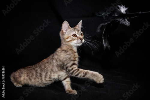 Cute kitten with bright beautiful eyes. Red little kitten of mixed breed on a black background in the studio.