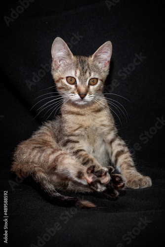 Cute kitten with bright beautiful eyes. Red little kitten of mixed breed on a black background in the studio.