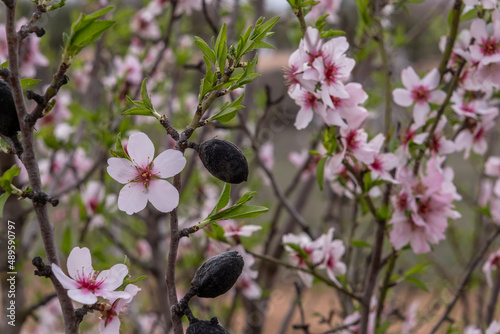 Almond tree pink flowers and drupes