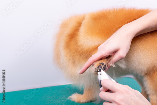 Female groomer haircut Pomeranian dog with red hair in the beauty salon for dogs.