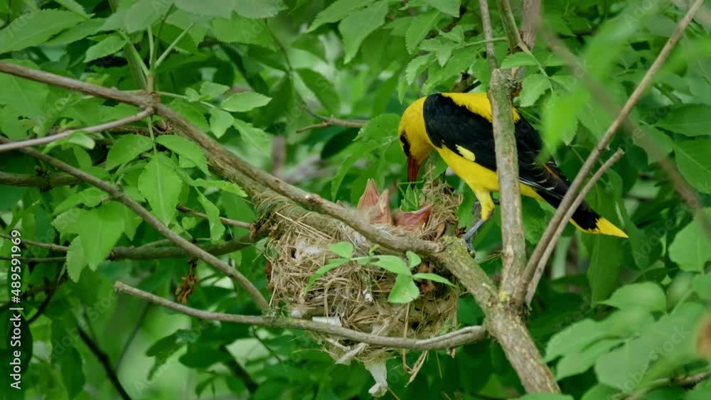 Eurasian golden oriole (Oriolus oriolus), bird feeding babies in nest Eurasian golden oriole (Oriolus oriolus), bird feeding babies in nest