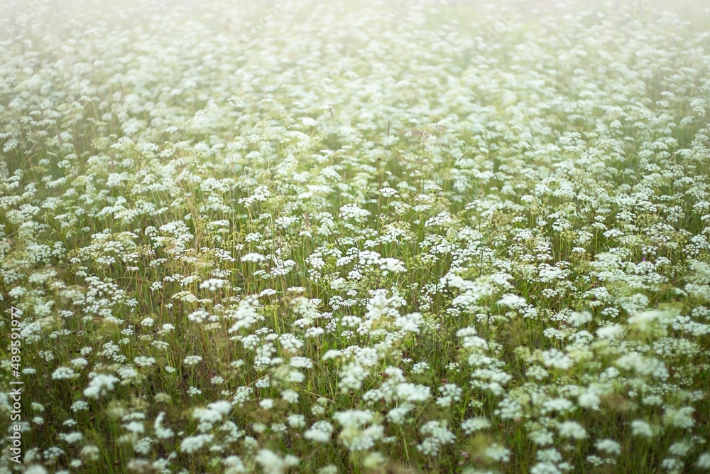 An unfocused abstract background is a field with white flowers.