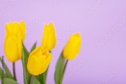 Fototapeta Naklejka Na Ścianę i Meble -  Spring background with space to copy - yellow tulips on a purple background.