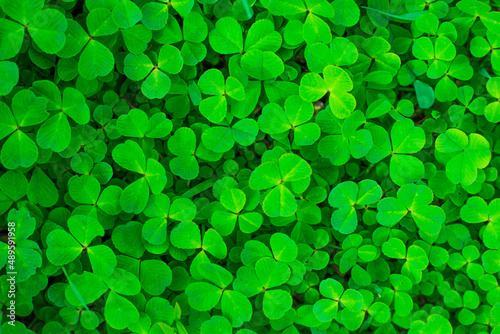 Abstract natural background - bright green clover.