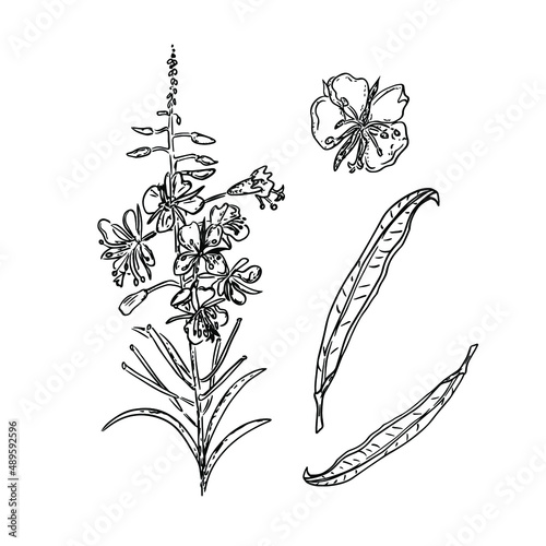 Narrowleaved ivan tea ivantea kiprey narrowleaved or koporsky tea. Graphic drawing of a willow-herb flower black outline. Wildflowers black and white clipart. photo