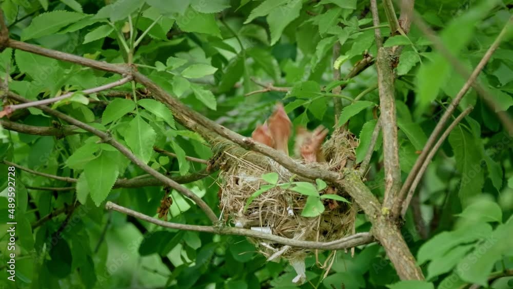 Eurasian golden oriole (Oriolus oriolus), bird feeding babies in nest Eurasian golden oriole (Oriolus oriolus), bird feeding babies in nest