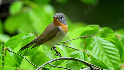 Red-breasted flycatcher (Ficedula parva) in forest