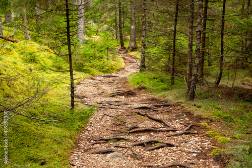 A trail through the woods near Stonington, Maine photo