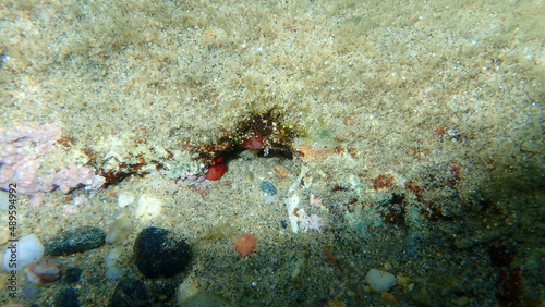 Sea squirt or tunicate Pyura sp. microcosmus var. undersea  Aegean Sea  Greece  Halkidiki