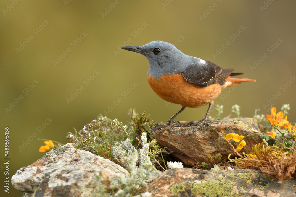 Naklejka premium Macho de roquero rojo en primavera