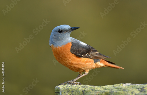 Macho de roquero rojo en primavera